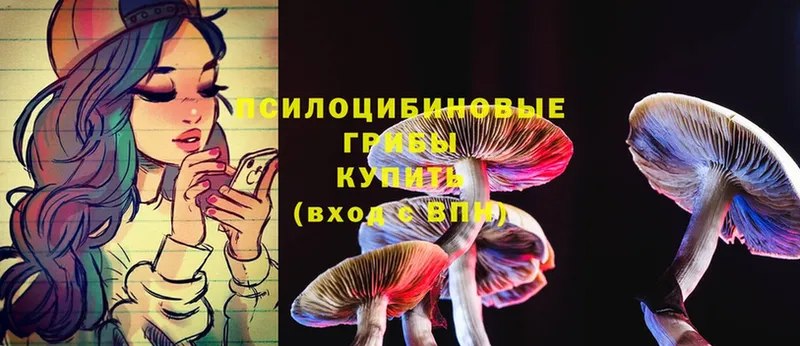 Псилоцибиновые грибы Psilocybe  купить наркотик  Узловая 